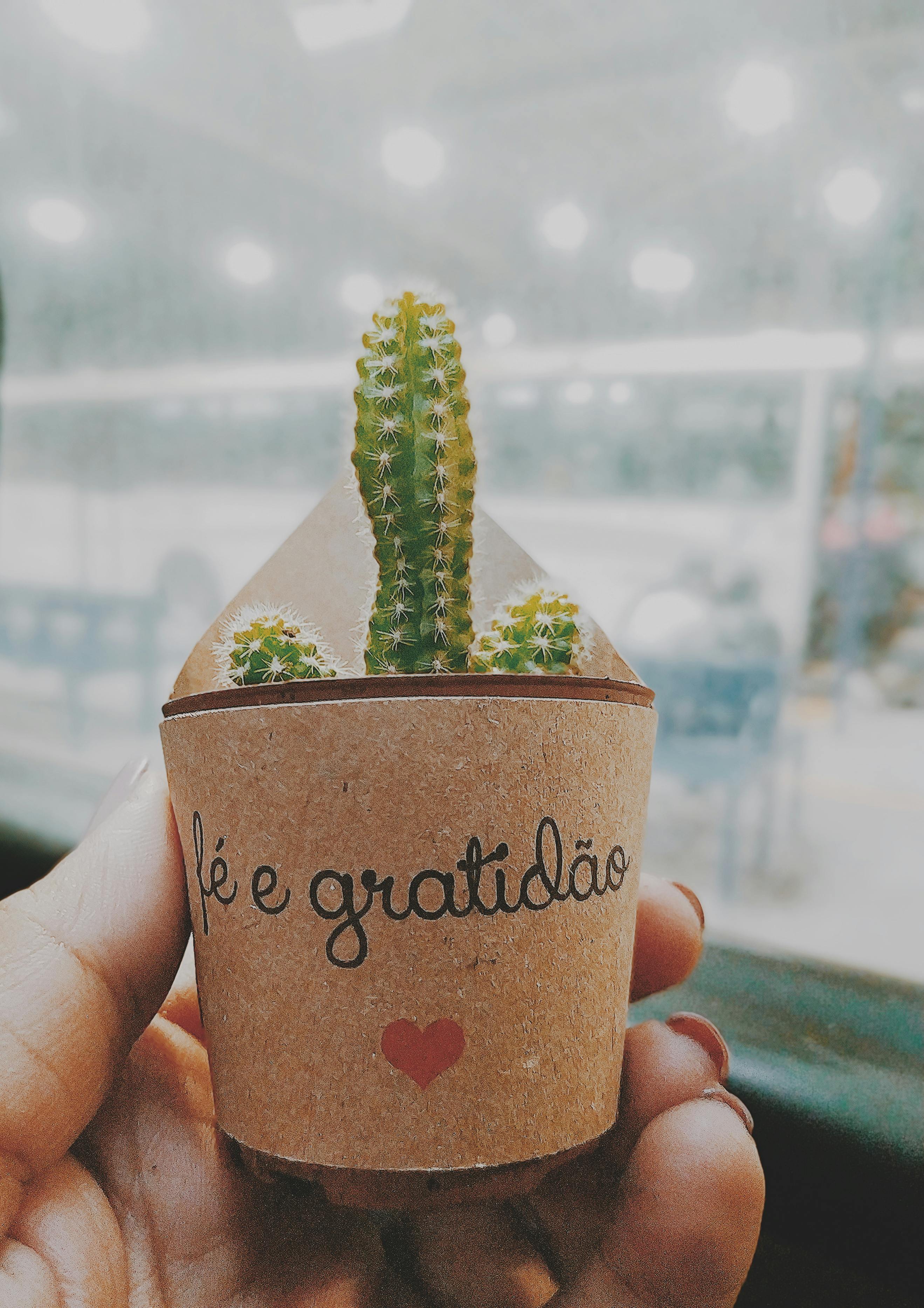 Cactus Plant · Free Stock Photo