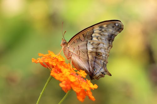 주황색 꽃잎 꽃에 Perching 회색 나비