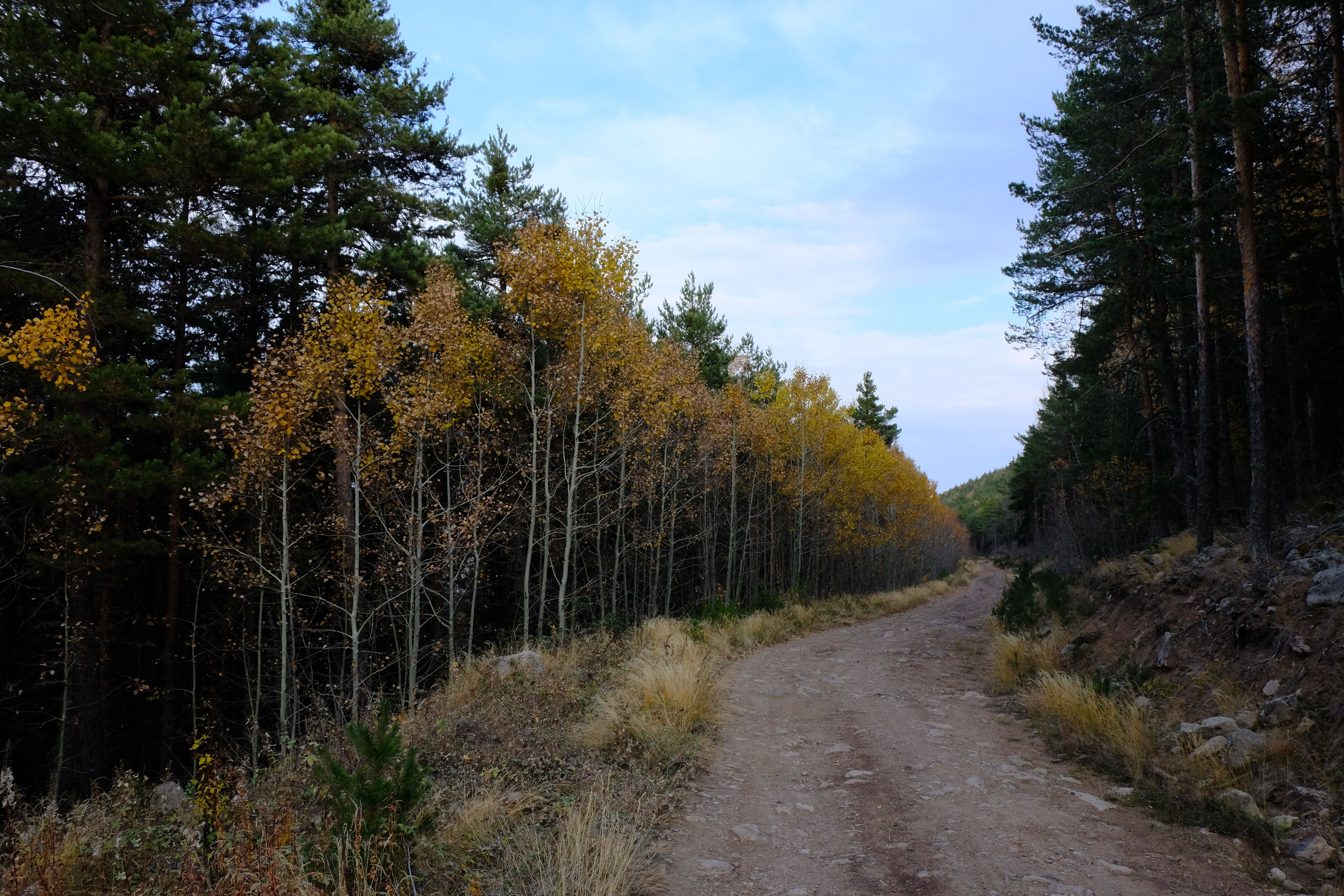 A serene dirt path winds through a forest with fall colors under a clear sky.