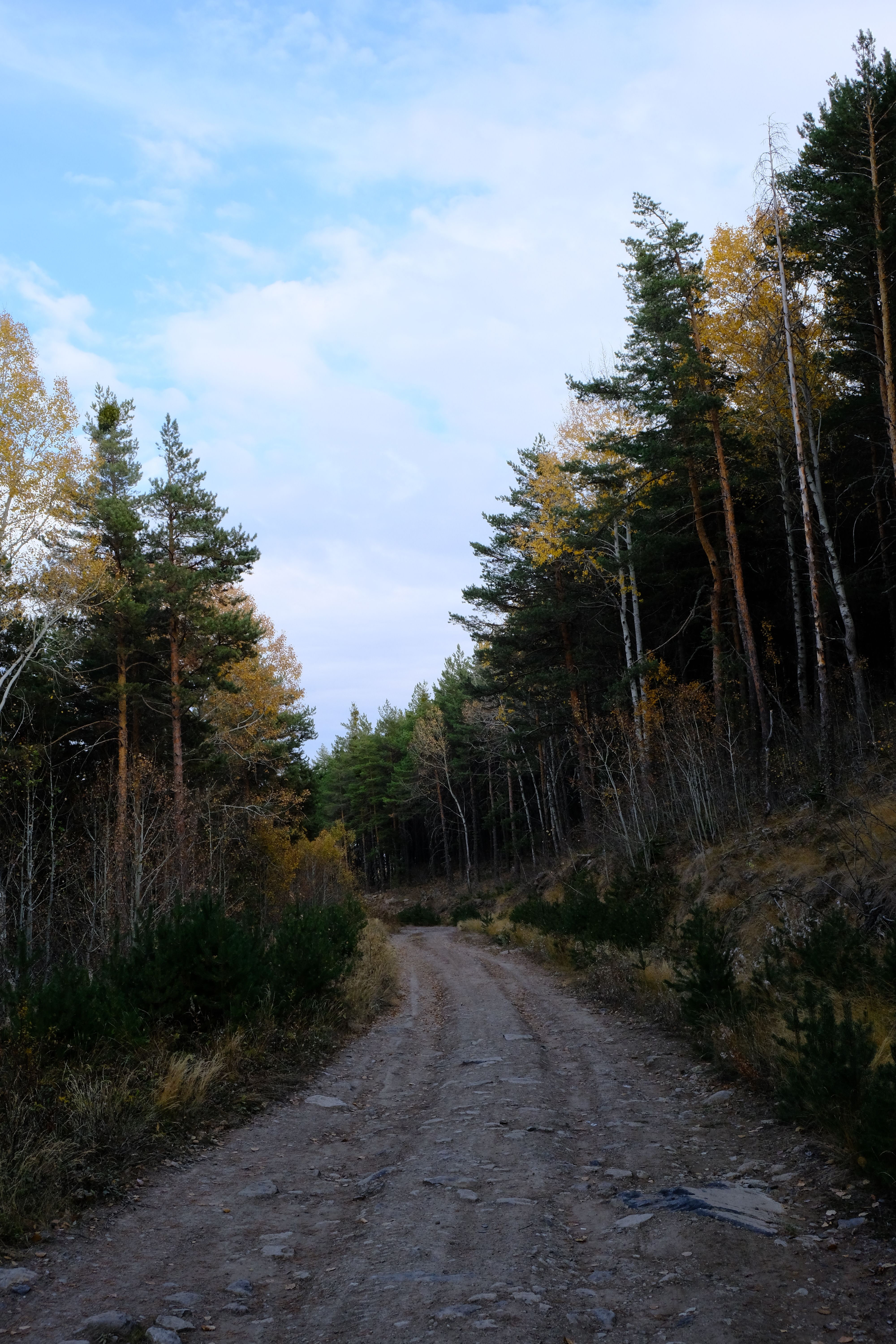 A tranquil forest road lined with tall trees in early autumn colors.