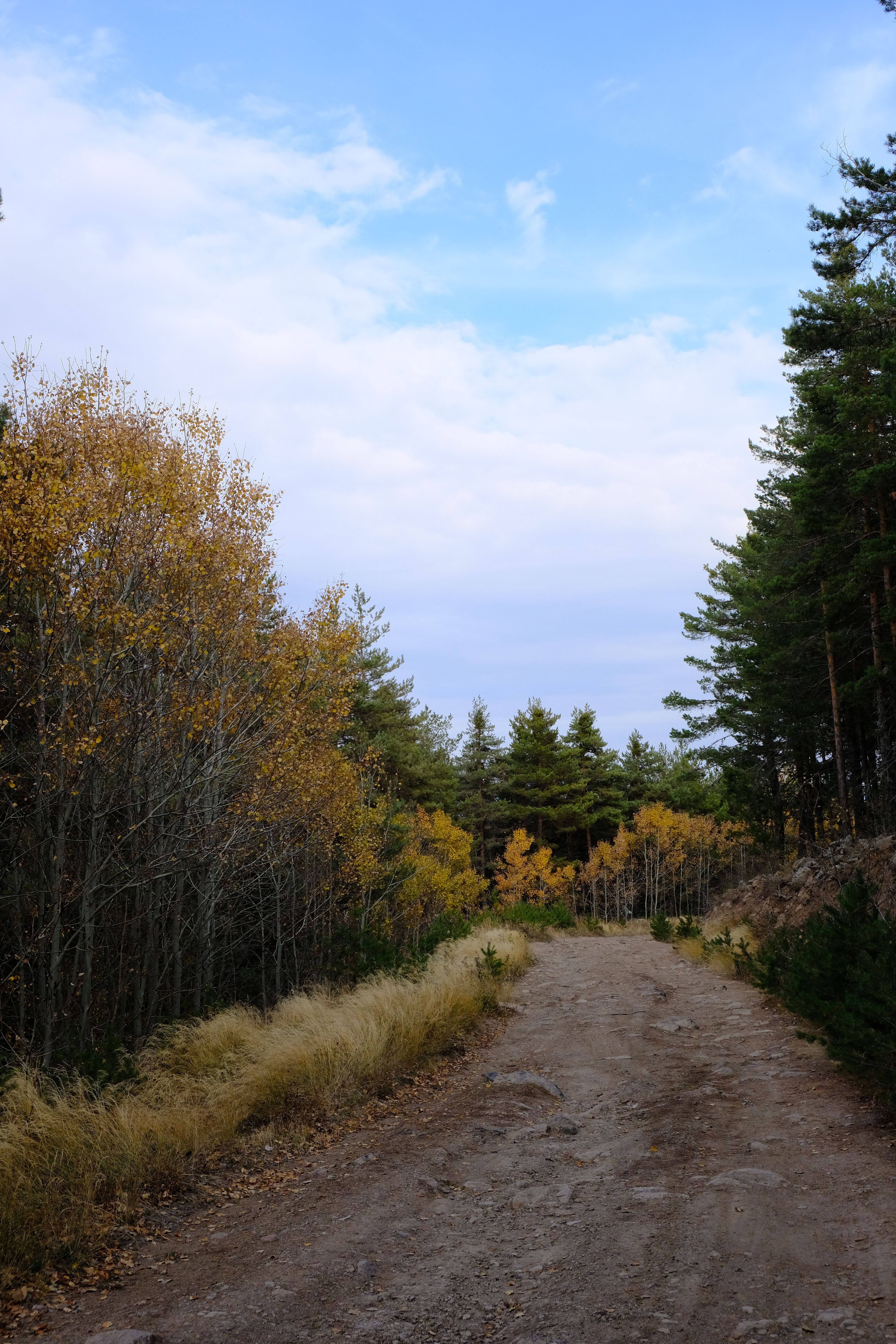 A tranquil dirt path winding through an autumn forest with vibrant foliage under a cloudy sky.