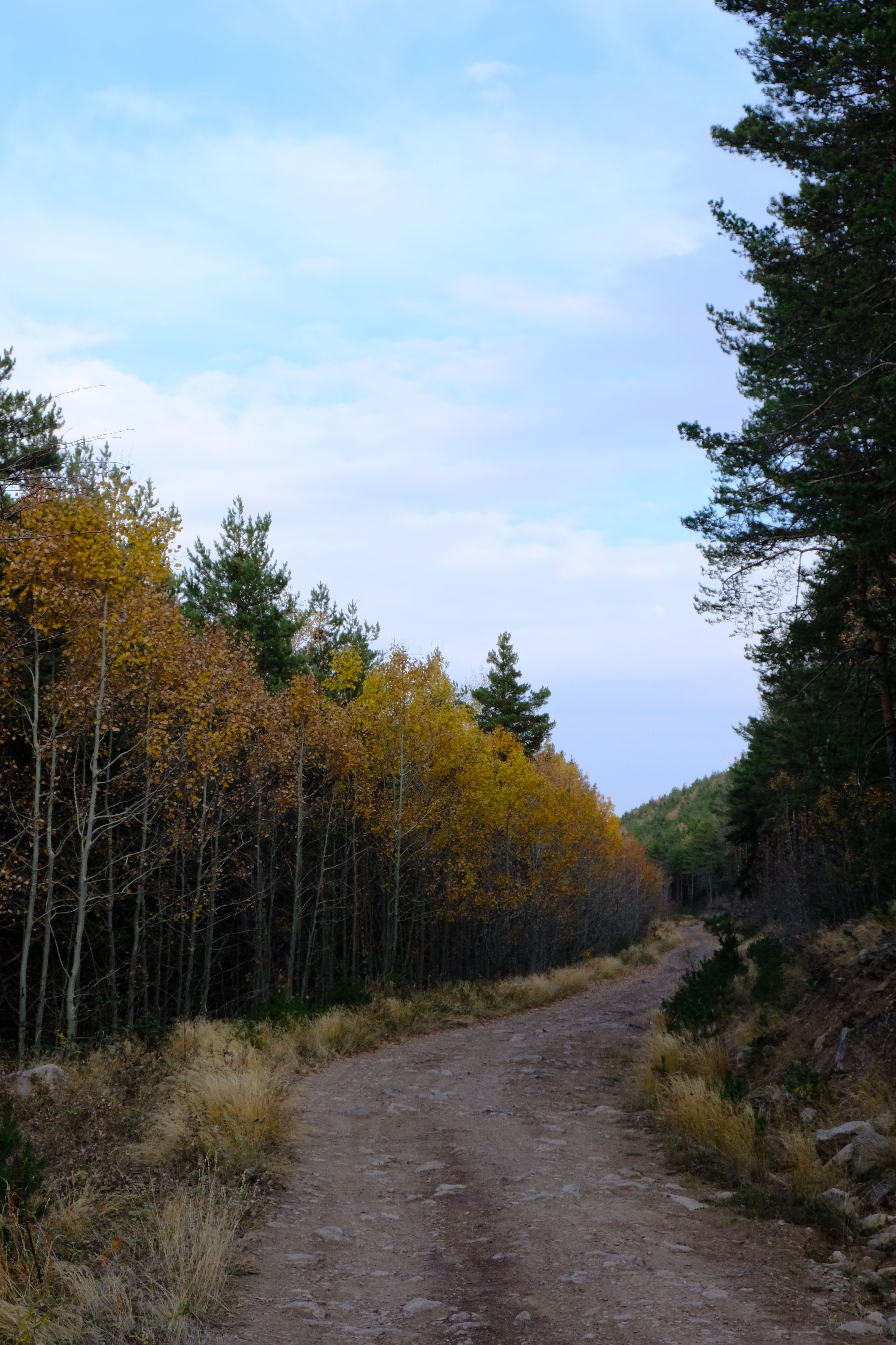 A serene dirt road winding through an autumn forest with colorful foliage.