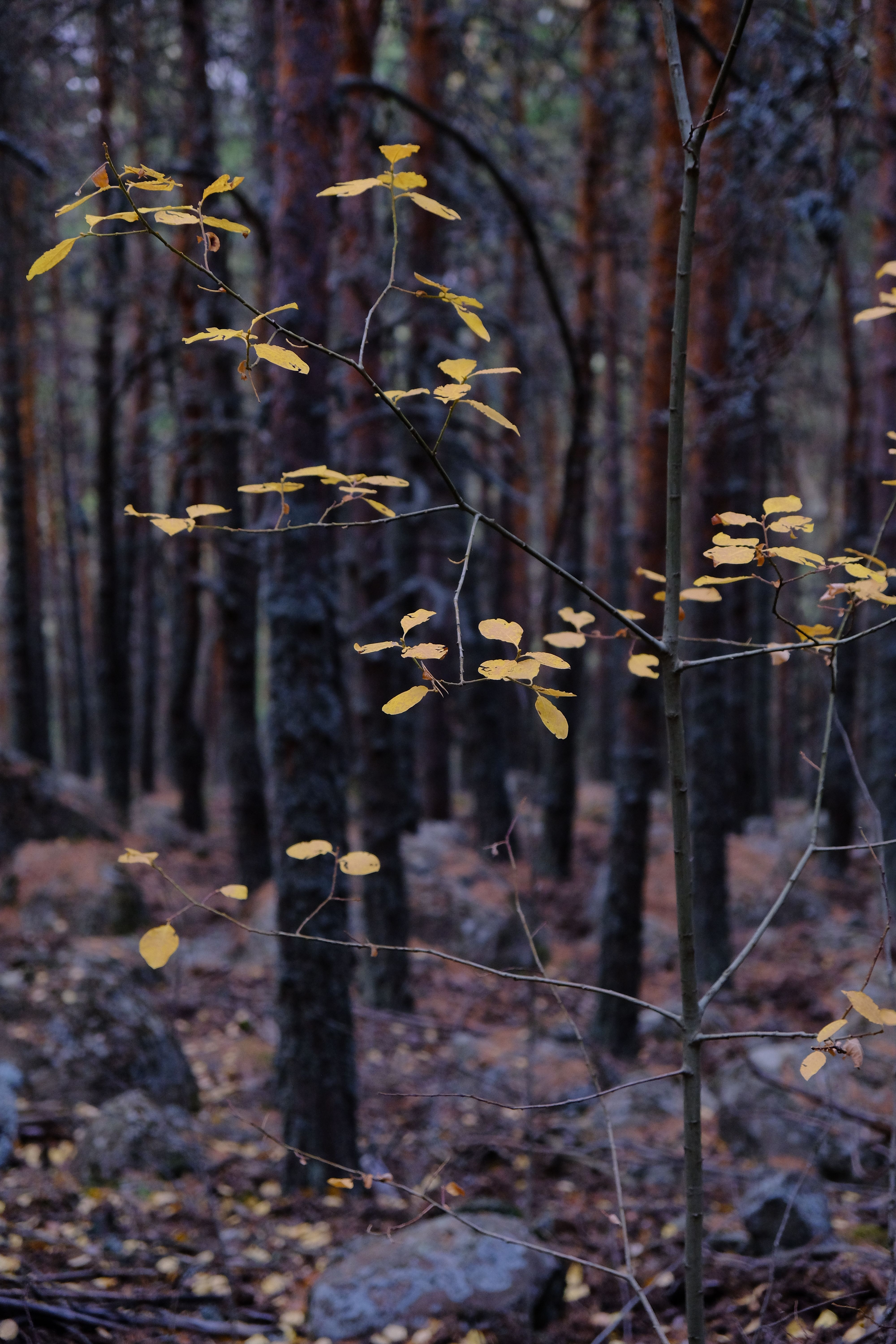 Tranquil forest scene in autumn with yellow leaves and tall trees.