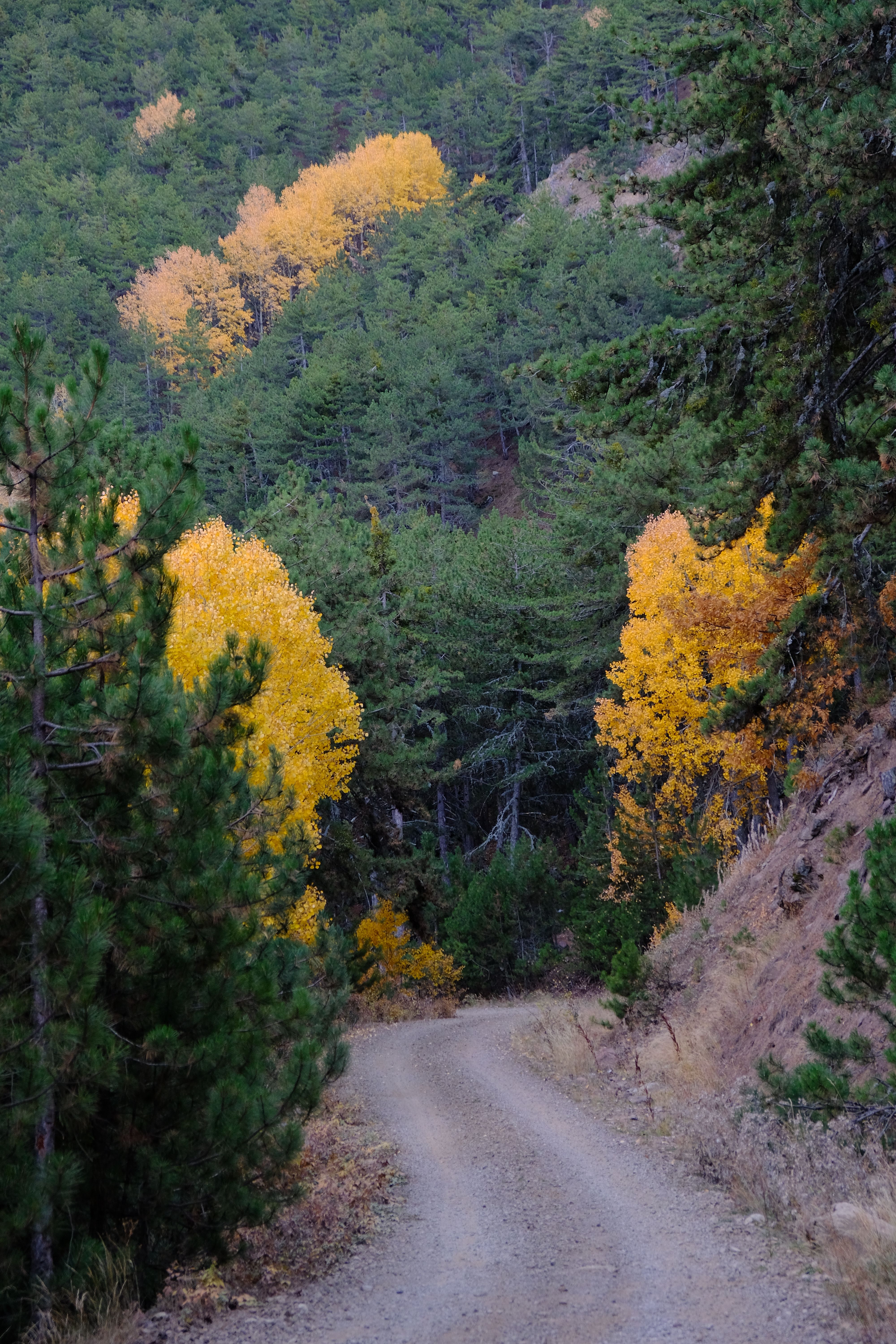 Fotomural Tranquilo camino de tierra flanqueado por vibrantes árboles otoñales y un exuberante bosque verde.