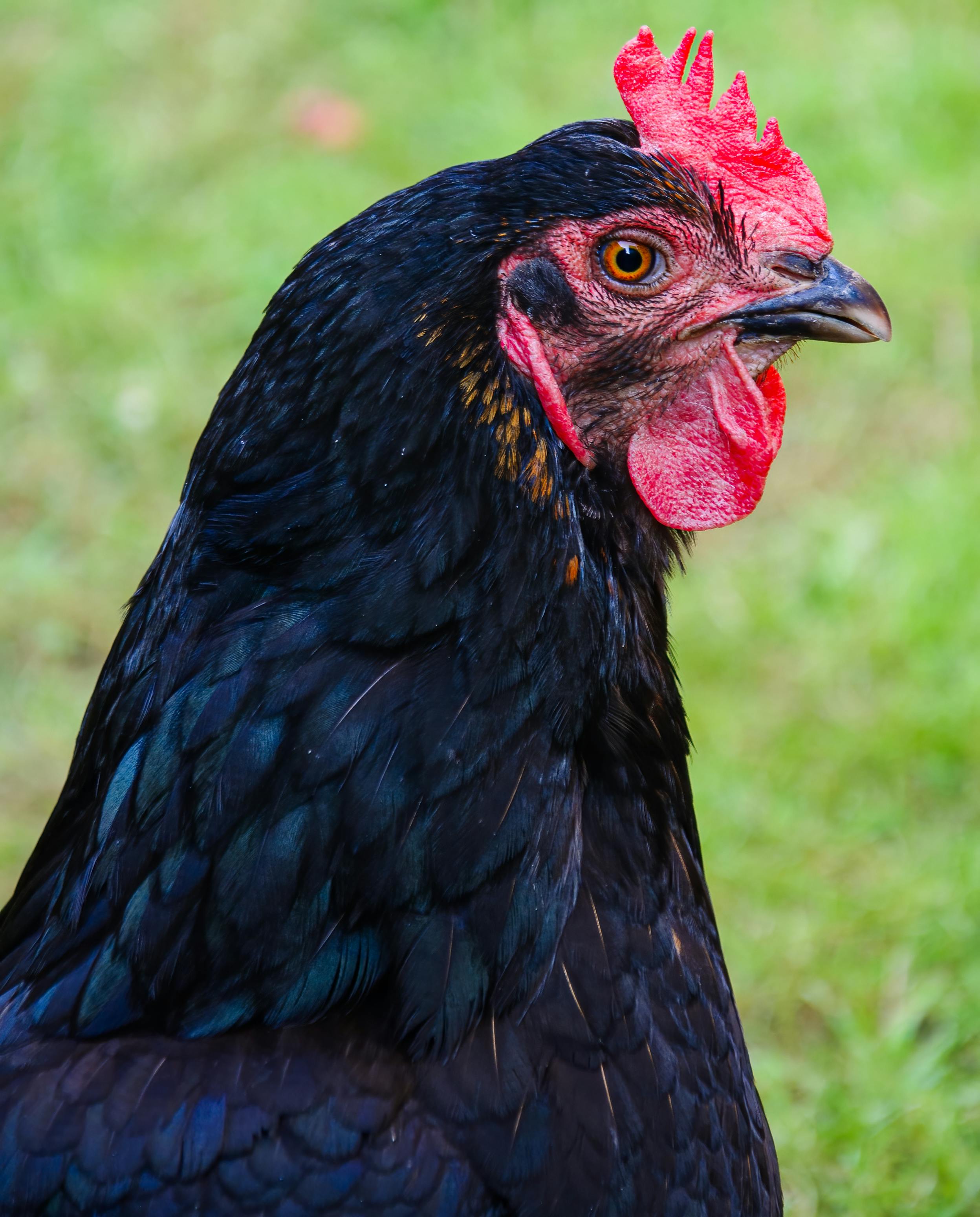 free-photo-of-close-up-portrait-of-a-bla