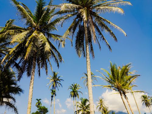 Free Lush green palm trees tower under a clear blue sky, exuding a tropical vibe. Stock Photo