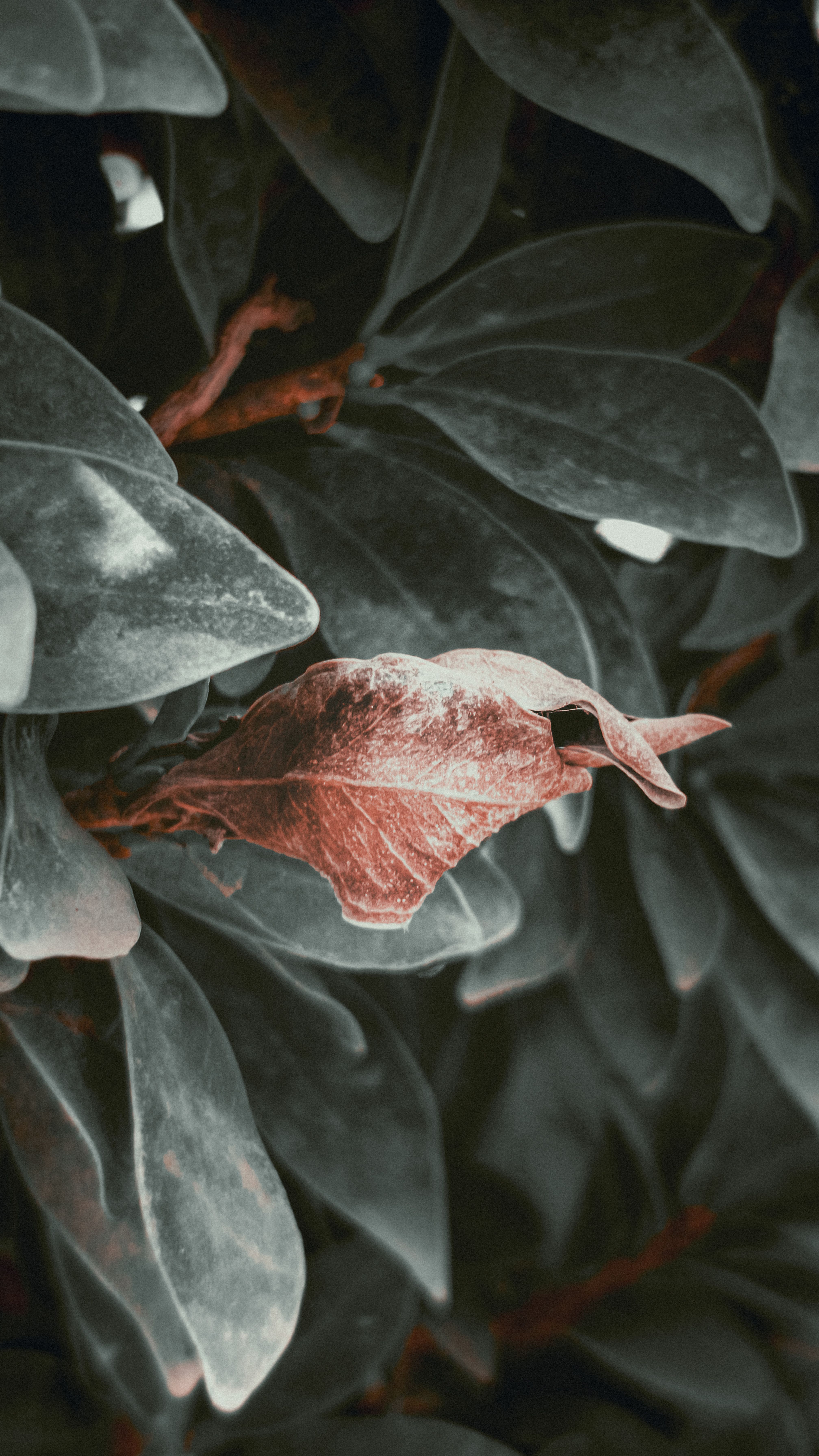 A single red leaf stands out in a lush backdrop of green foliage, creating a striking contrast.