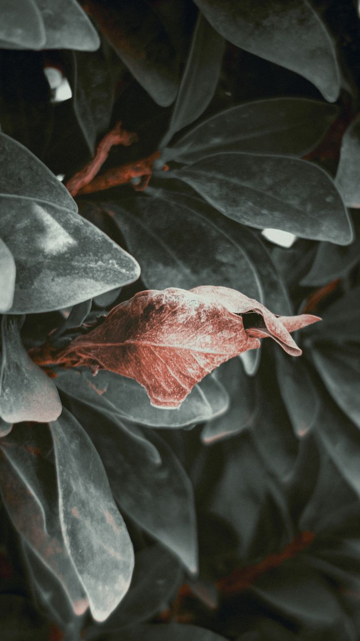 A single red leaf stands out in a lush backdrop of green foliage, creating a striking contrast.