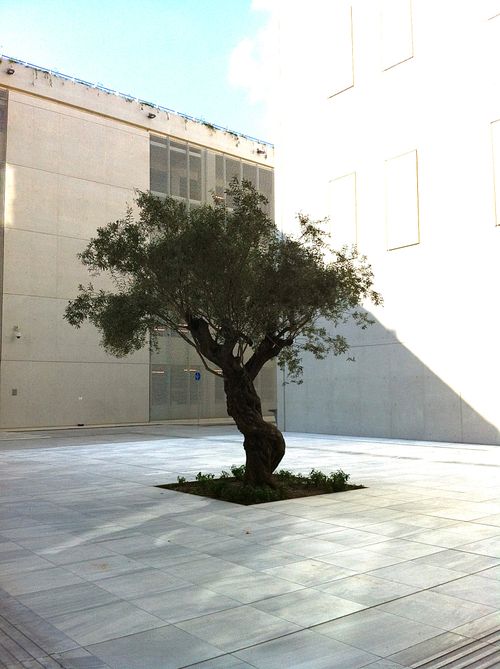 Free An olive tree stands alone in a spacious, bright modern courtyard. Stock Photo