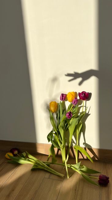 Vibrant tulips casting playful shadows on a sunny day indoors.