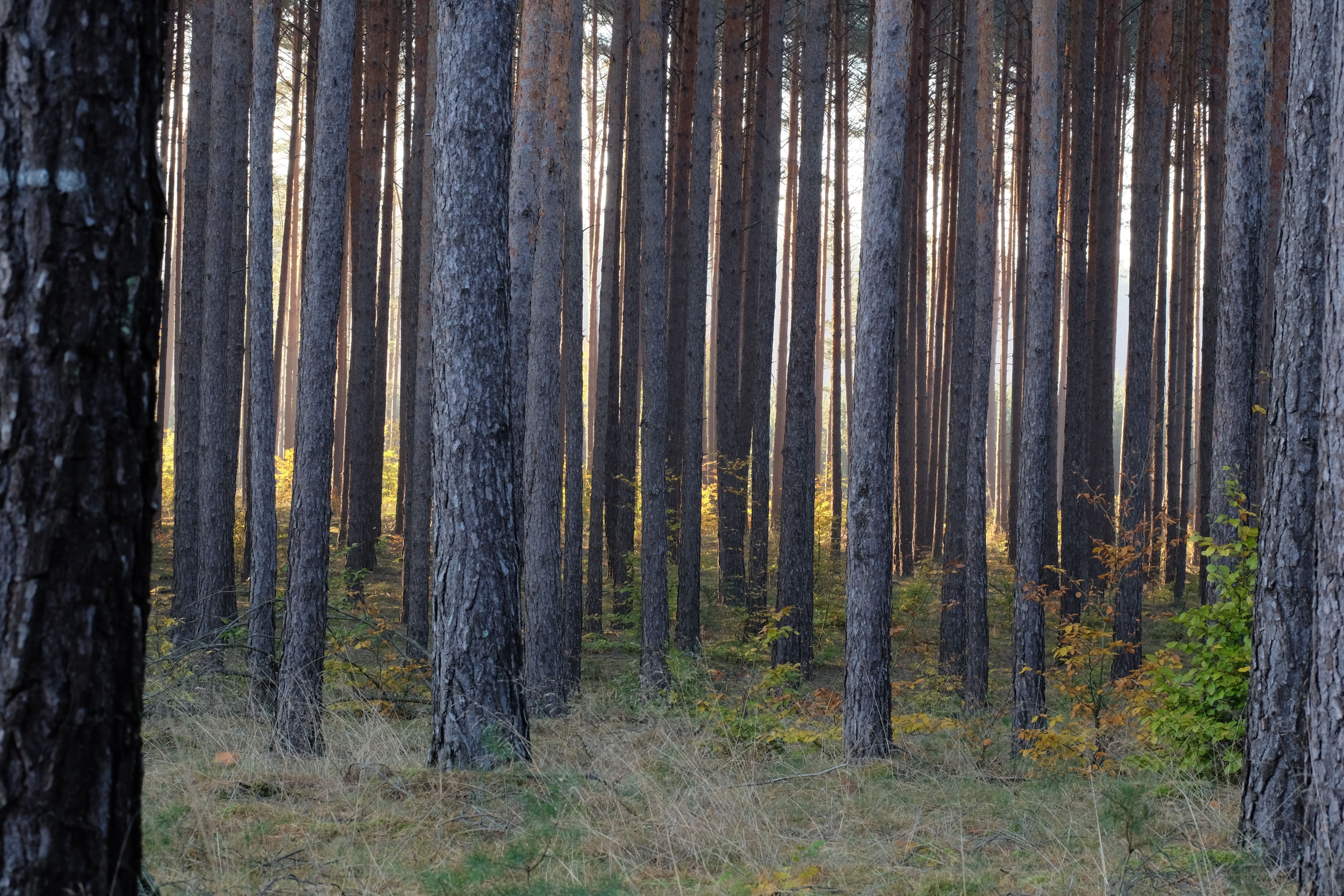 Serene Forest Grove with Tall Pine Trees · Free Stock Photo