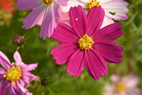 Free Close-up of colorful cosmos flowers showcasing vibrant petals and lush green foliage. Stock Photo