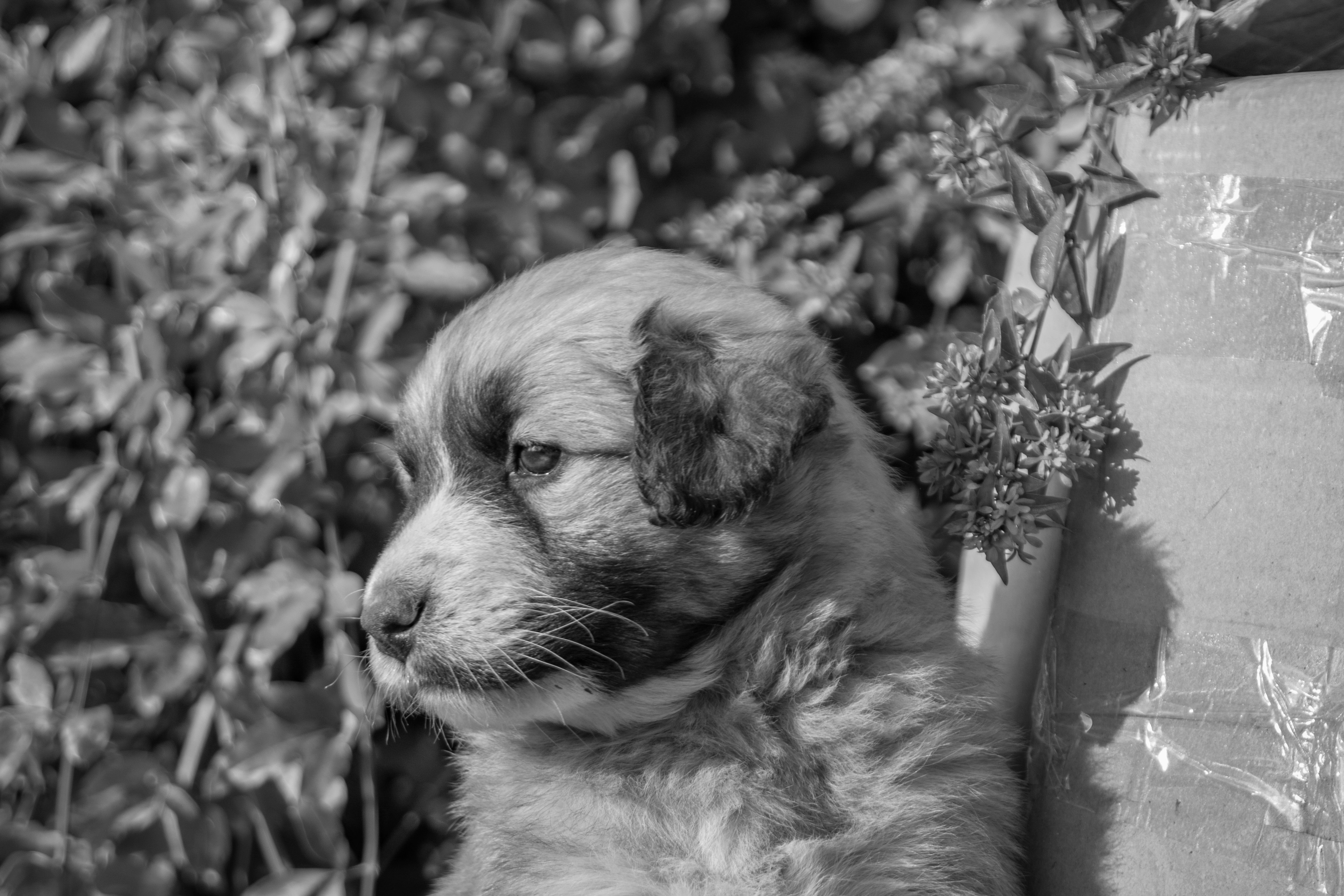 Black and White Portrait of a Thoughtful Puppy Outdoors · Free Stock Photo
