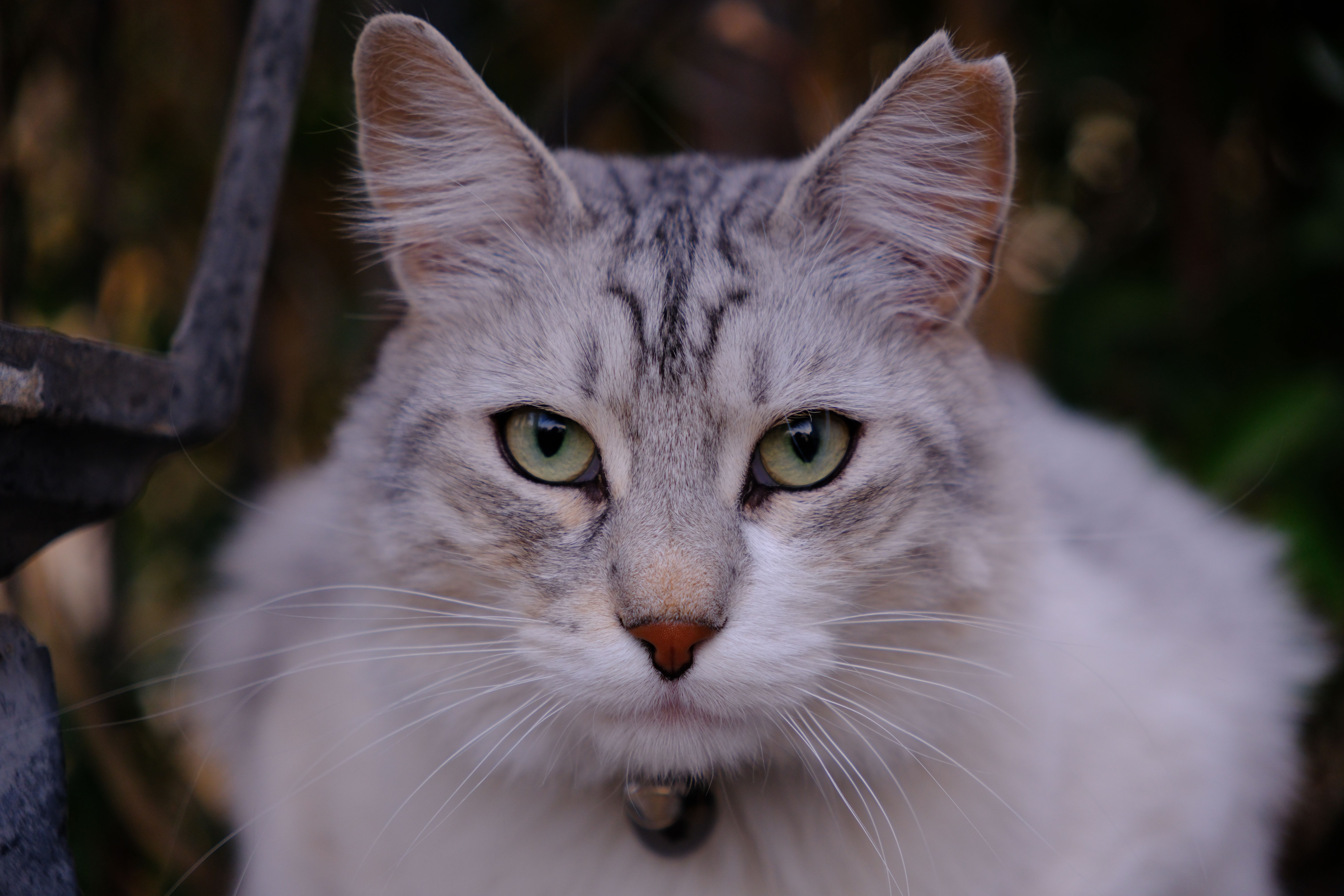 Silver Cat Photos, Download The BEST Free Silver Cat Stock Photos