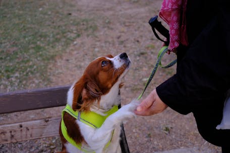 Free stock photo of cavalier king charles spaniel, english coonhound