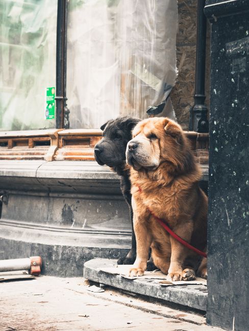 Factors Influencing Compatibility: Size, Energy Levels, and Social Needs