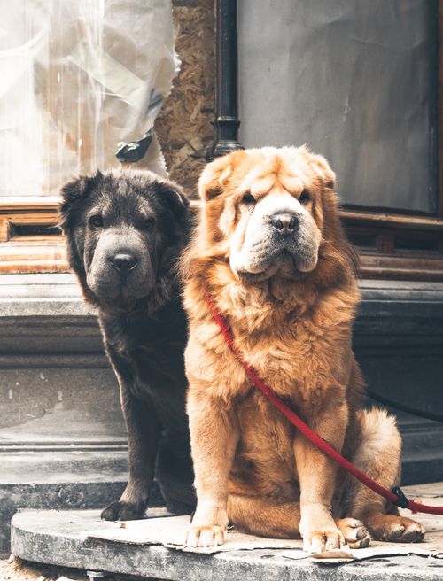 Free Charming scene of two Shar Pei dogs sitting outside in Amsterdam. Stock Photo