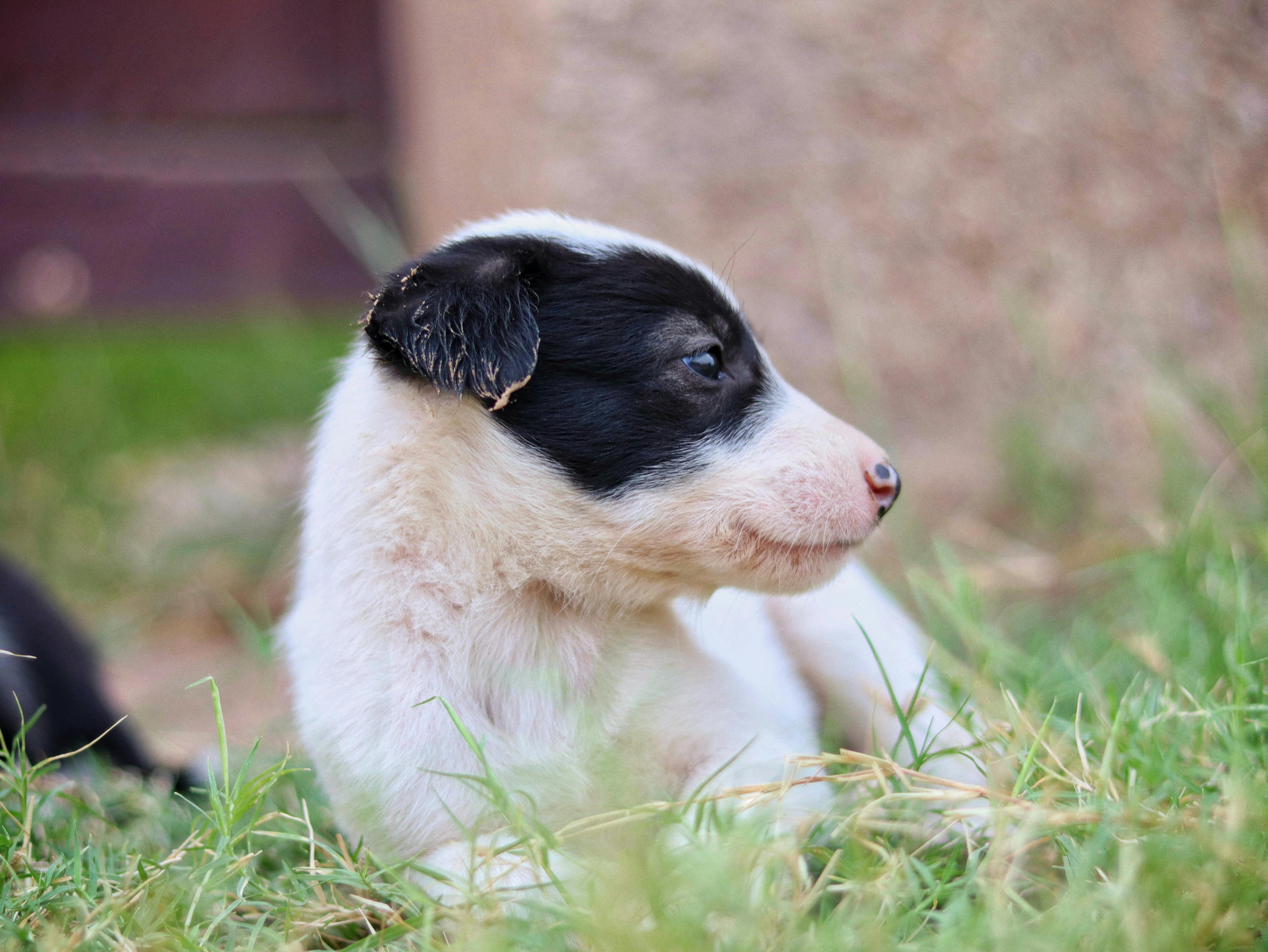 Pet care: Solving puppy tooth troubles and grooming gaffes — Photo by Sudhir Sangwan on Pexels