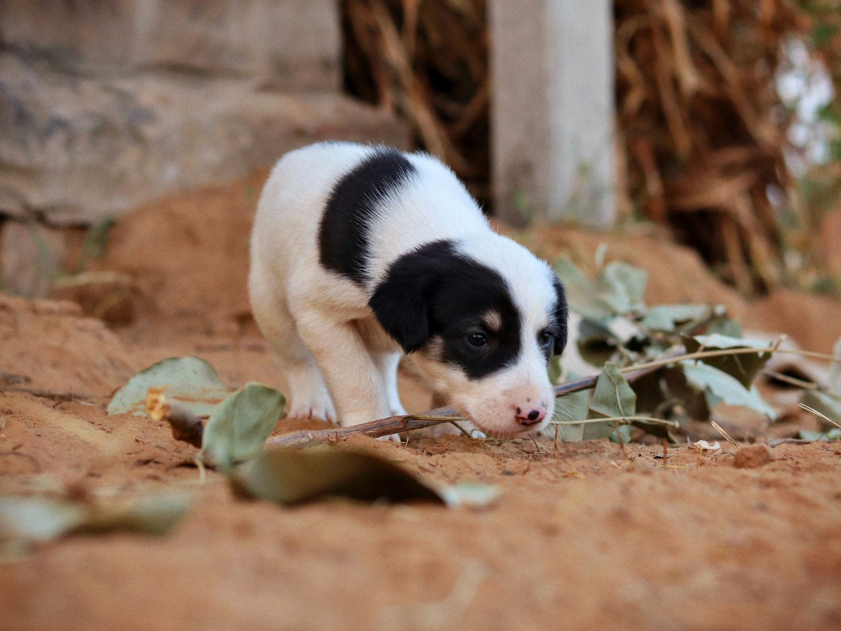 Essential Puppy Gear 2026: Your Ultimate Checklist!