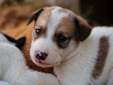 dog photo