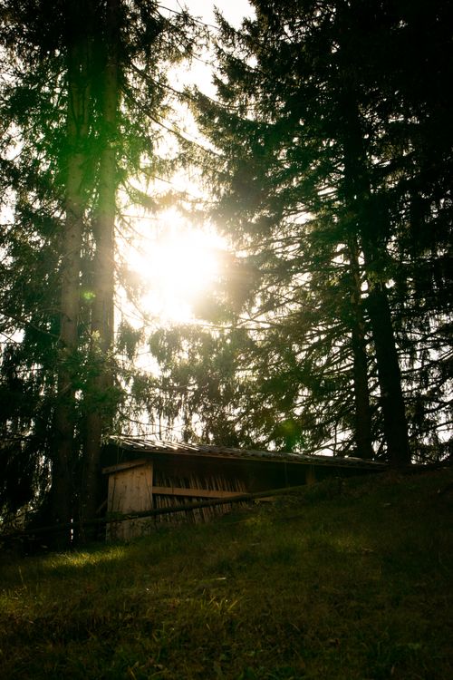 Free Sunlight streaming through tall pine trees in a serene forest setting in Walenstadt, Switzerland. Stock Photo