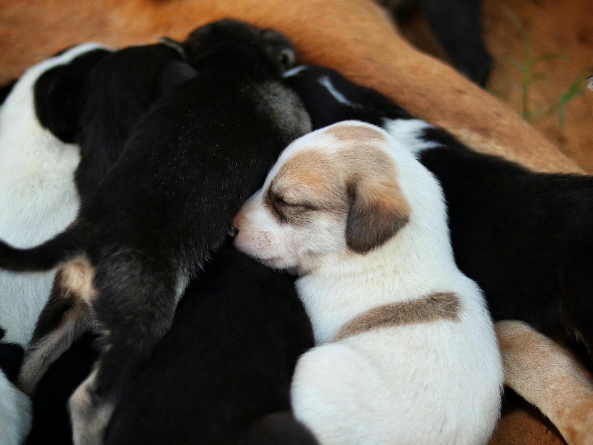 Un groupe de chiots mignons se blottissent et dorment ensemble dans une pile confortable à l'extérieur.