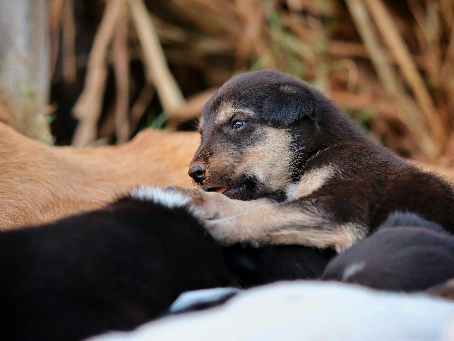 Un adorable chiot qui se repose parmi ses camarades de litière à l'extérieur, une scène chaleureuse et confortable.