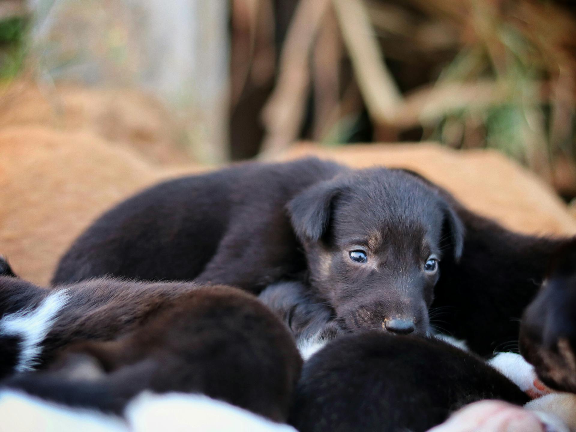 Close-up van leuke puppy's die samen liggen, die onschuld en tederheid laten zien.