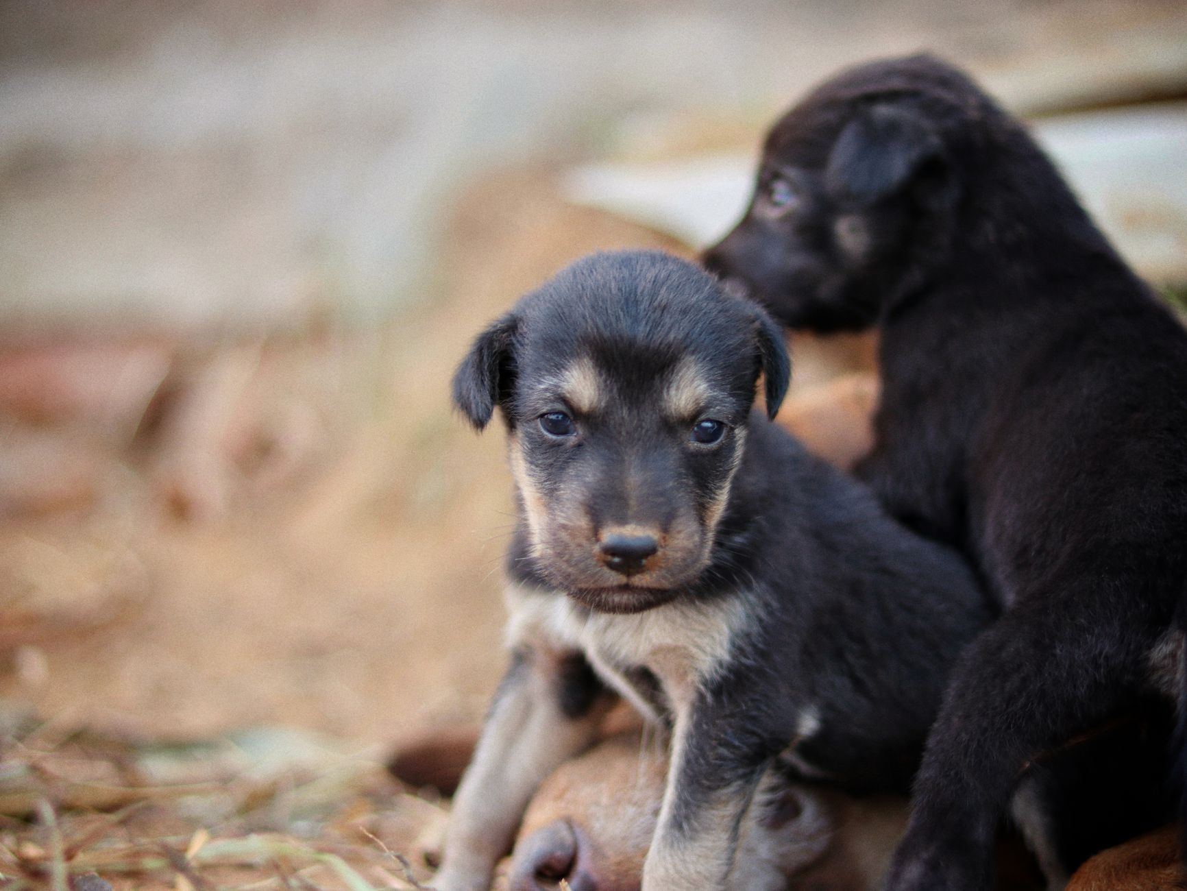 Two cute mixed-breed puppies sitting together outdoors, showcasing their innocence. — free online jigsaw puzzle on JigsawPuzzlesFreeOnline.org