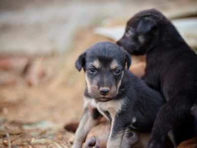 She Was So Easy at 8 Weeks. By 12 Weeks — She Was Screaming at the Mailman