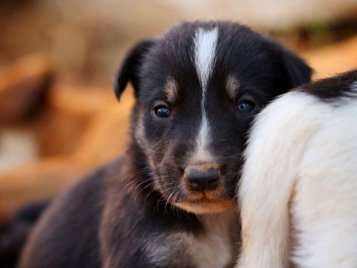 Free Close-up portrait of a cute black and white puppy with captivating eyes. Stock Photo
