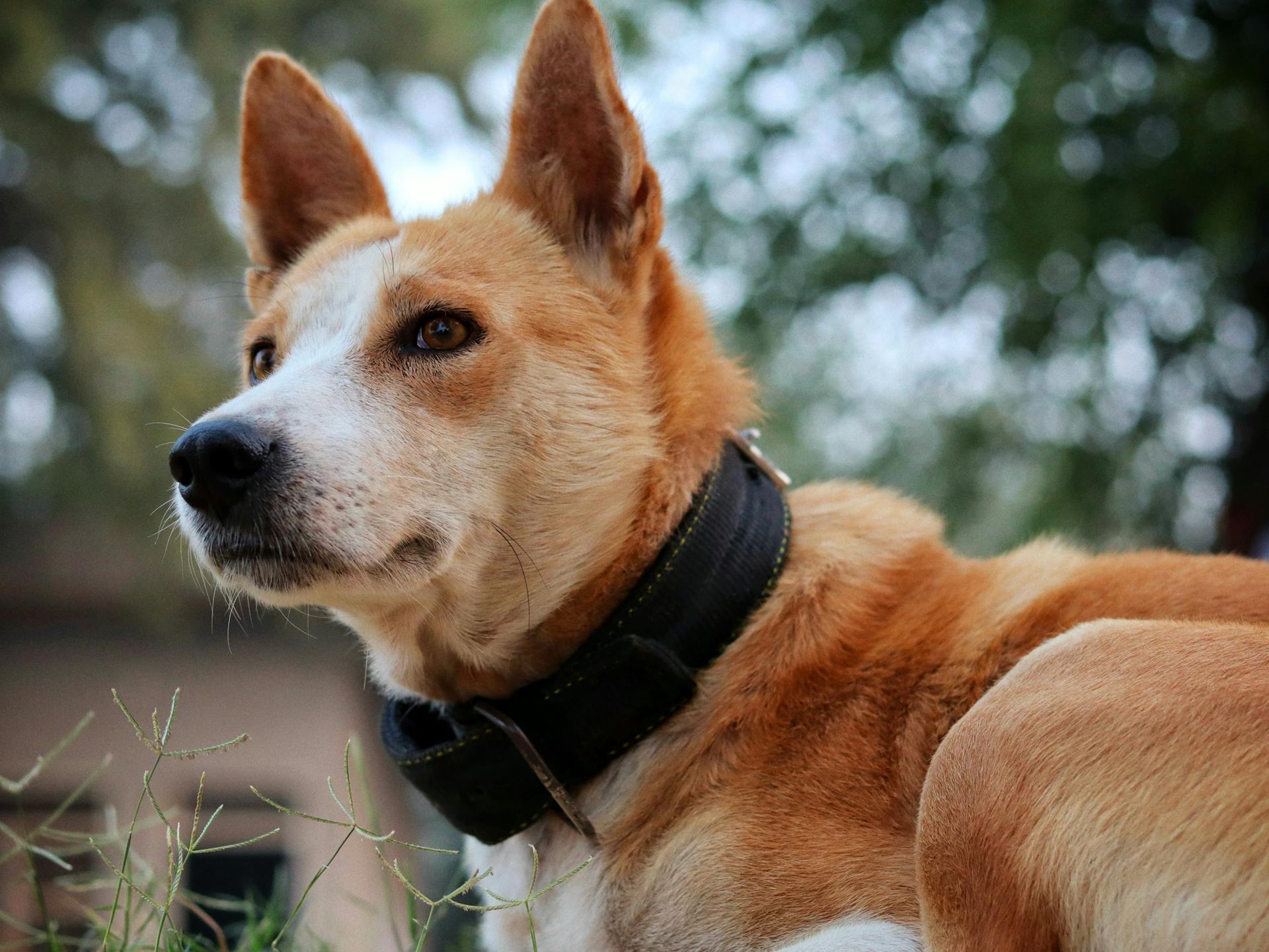 Portrait of an alert dog with brown and white fur, wearing a collar outdoors.