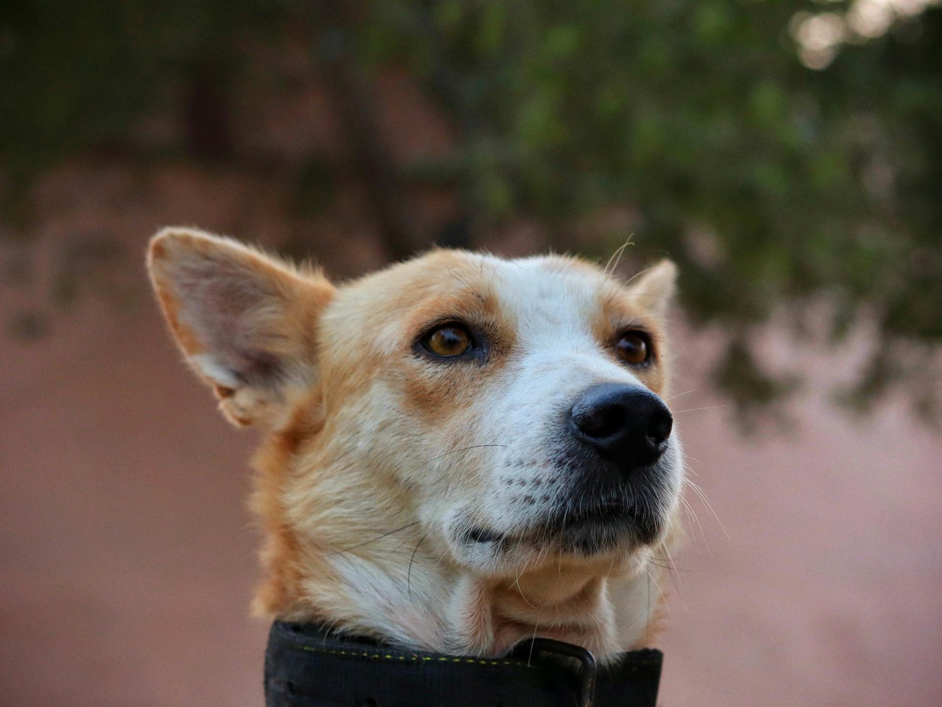 Close-up of a Corgi dog with a blurred natural background.