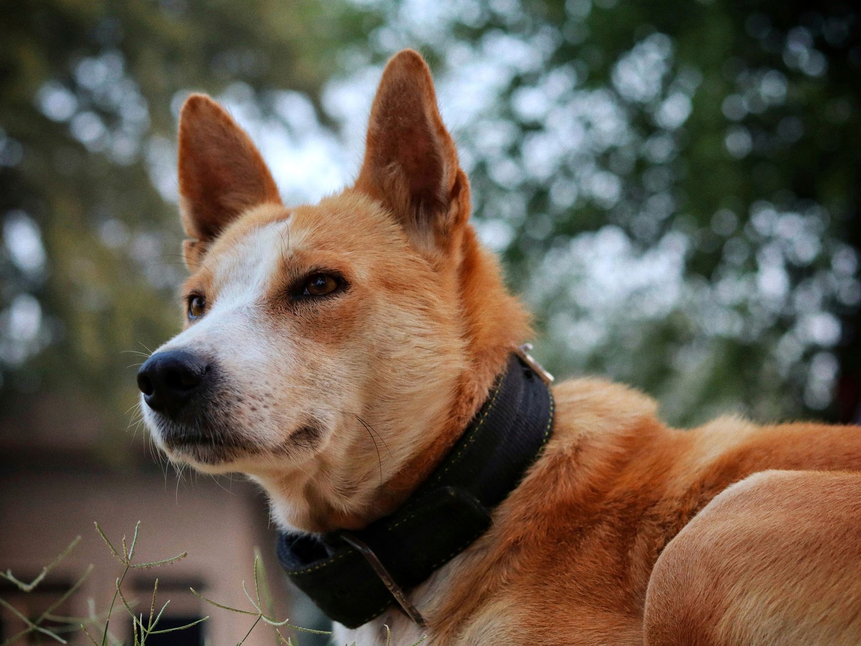 A dog undergoing diagnostic blood testing at a veterinary clinic