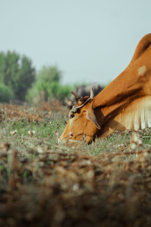 Free A serene scene of a brown cow grazing in a verdant meadow on a sunny day. Stock Photo