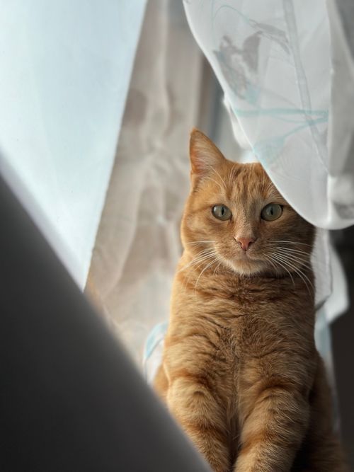 Free Close-up of a ginger cat looking through curtains, indoors with soft lighting. Stock Photo