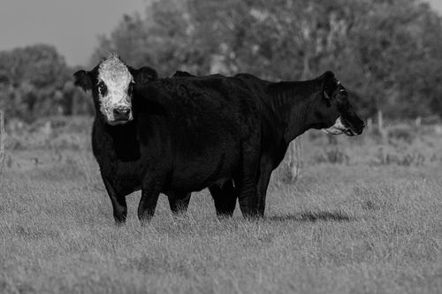 Free Two Black Angus cows standing in a grassy pasture on a sunny day. Stock Photo