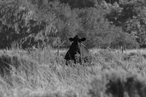 Free Black cow standing in a field with trees in a monochrome setting. Stock Photo