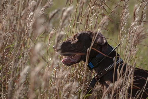 Free A German Shorthaired Pointer joyfully explores a field of tall grass. Stock Photo