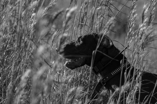 Free A striking monochrome image of a dog surrounded by tall grass capturing tranquility. Stock Photo