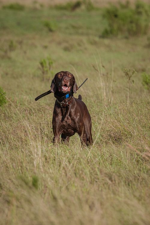Free A playful brown dog with a collar stands alert in a lush green field. Stock Photo