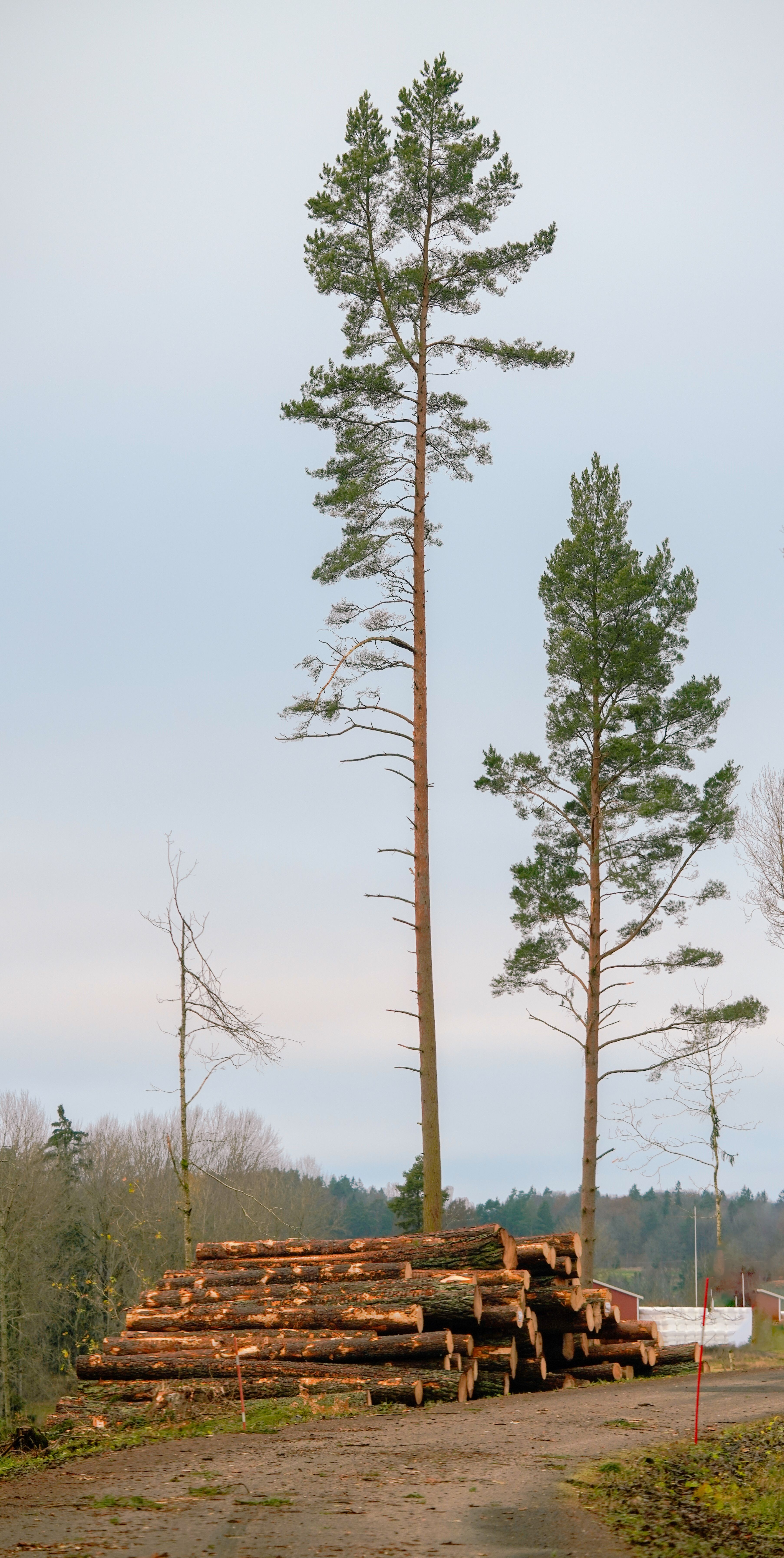 Tall trees and stacked logs in a tranquil forest setting during the day.