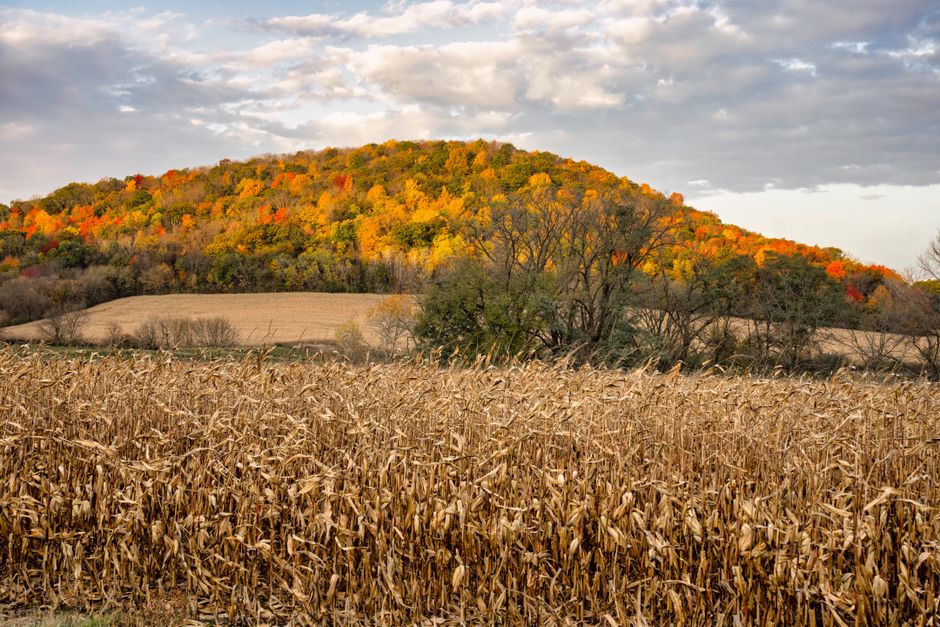 A picturesque fall scene with colorful foliage and cornfield in Nelson, Wisconsin.