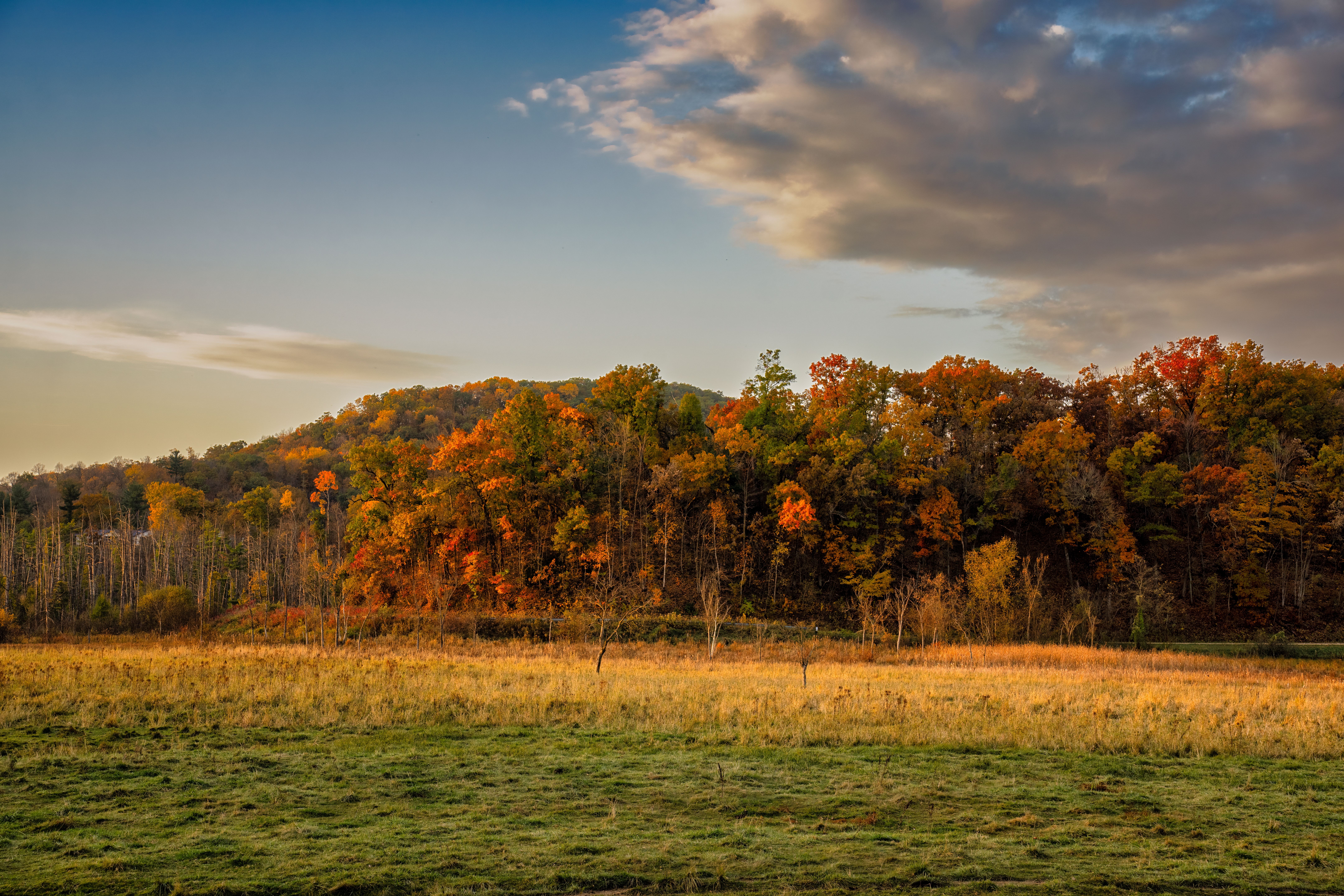 Autumn Forest Landscape in Ella, Wisconsin · Free Stock Photo