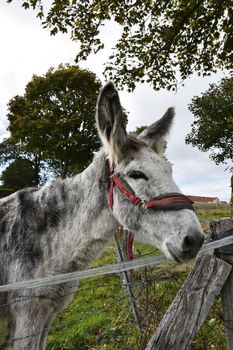 Close-up of a donkey with red bridle near a wooden fence in a rural setting.