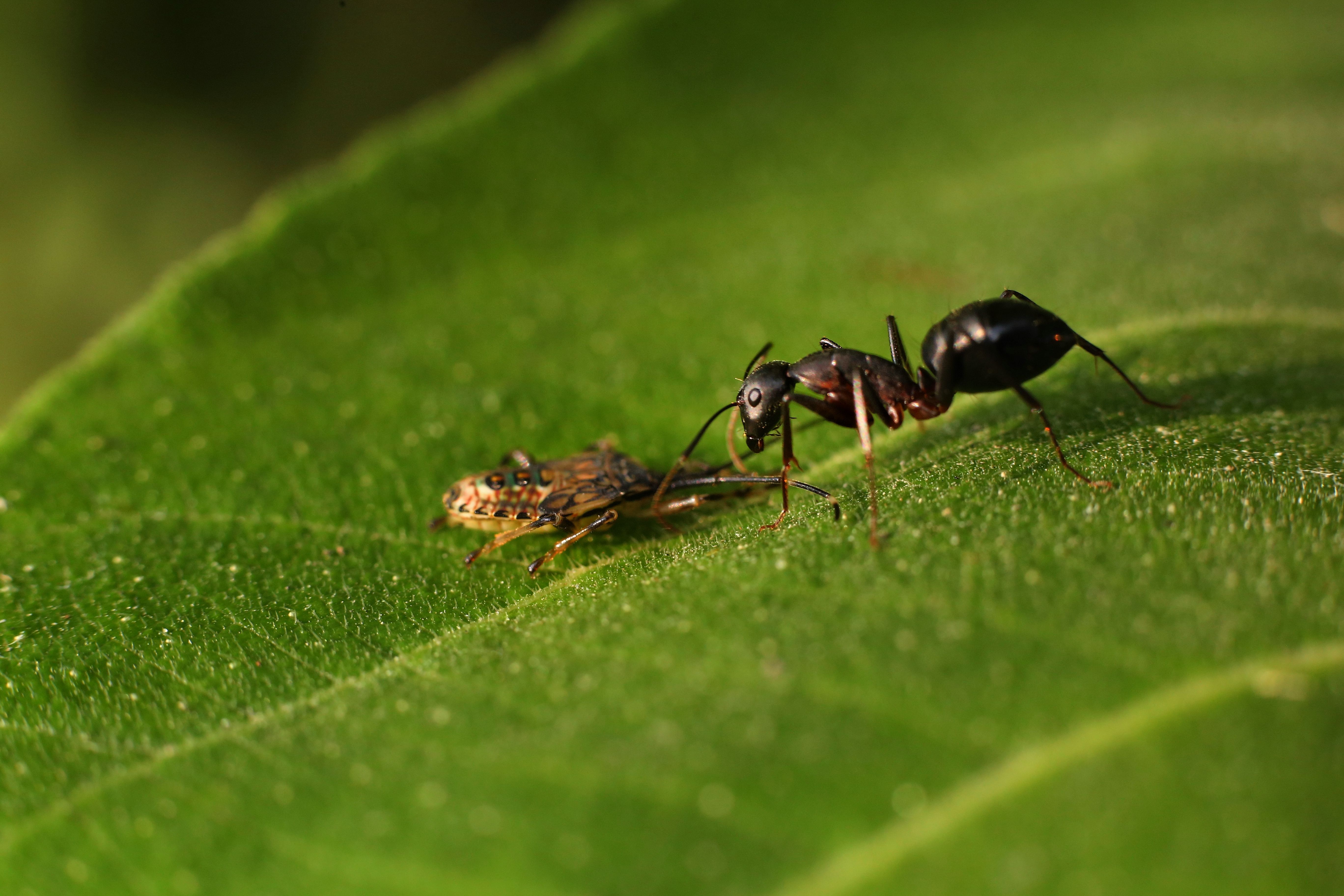 Indoor Ant Control Services in Viola, DE