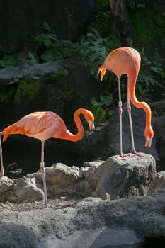 flamingo photo