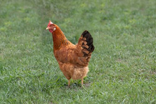 Free A single brown hen standing on lush green grass in a pasture setting. Stock Photo