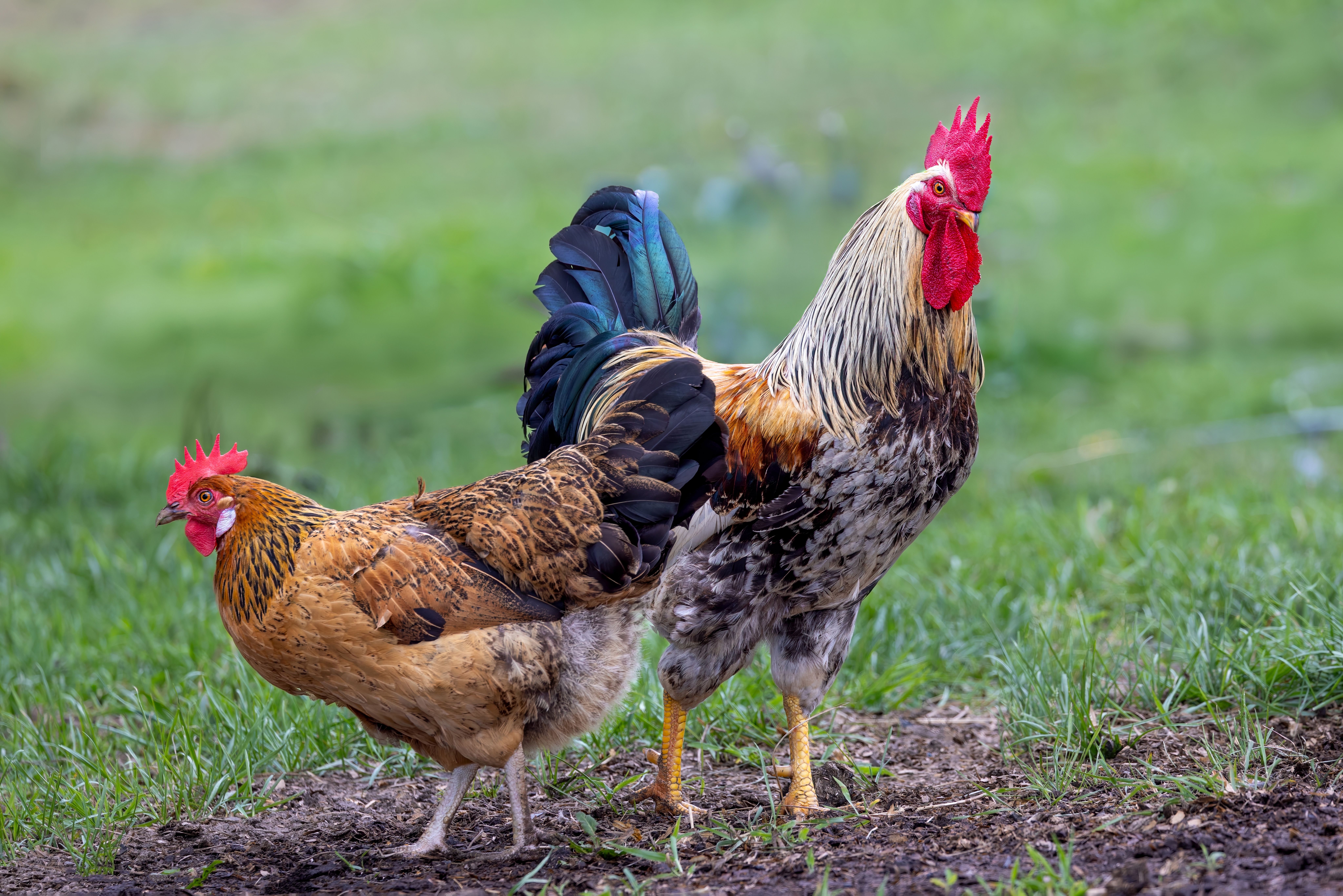 Pair of Rooster and Hen in Green Field · Free Stock Photo