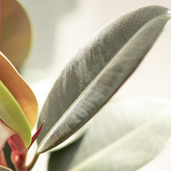 Rubber Plant (Ficus elastica)